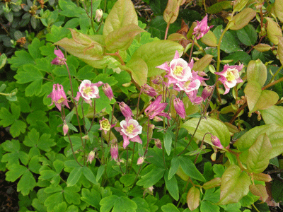 2010.05.20-6.gif