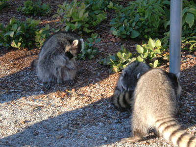 2010.11.11-4.gif