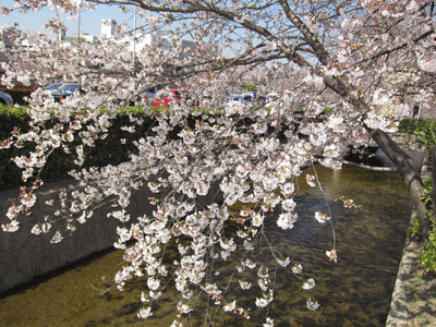 2011.04.06-2.gif