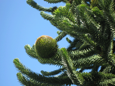 QE-PARK-FLOWER-001.gif