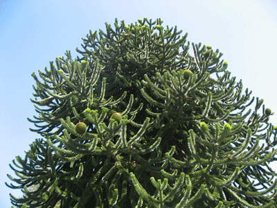 QE-PARK-FLOWER-003.gif