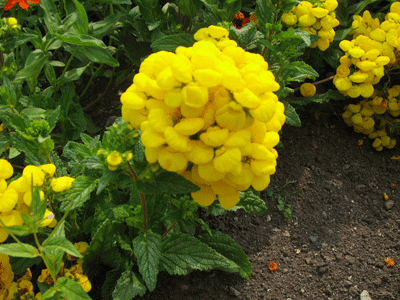 QE-PARK-FLOWER-007.gif
