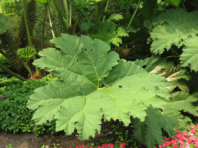 QE-PARK-FLOWER-009.gif