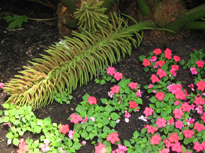 QE-PARK-FLOWER-010.gif