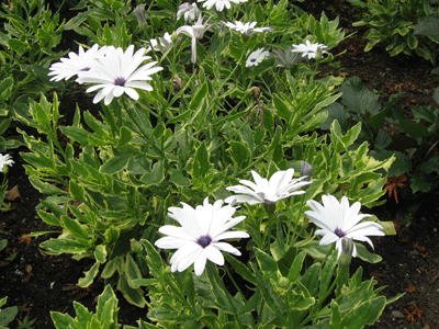 QE-PARK-FLOWER-013.gif