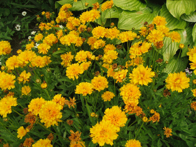 QE-PARK-FLOWER-016.gif
