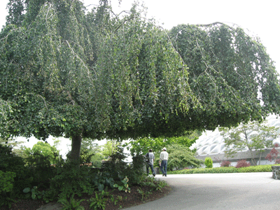 QE-PARK-FLOWER-017.gif