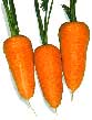 carrot.jpg
