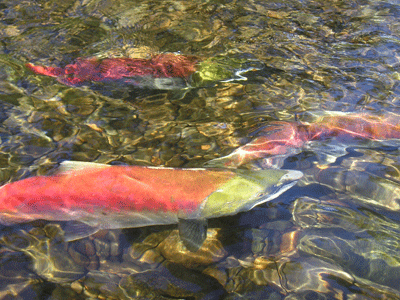 salmon2010.gif