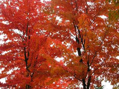 P1010193.gif