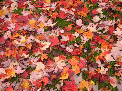 P1011021.gif