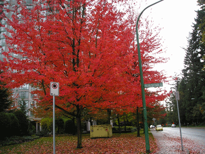 P1011022.gif