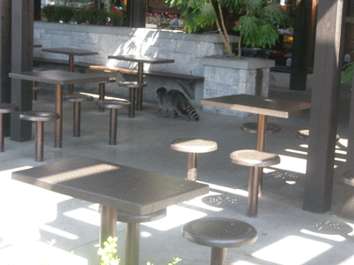 RYOYO2010-11.gif