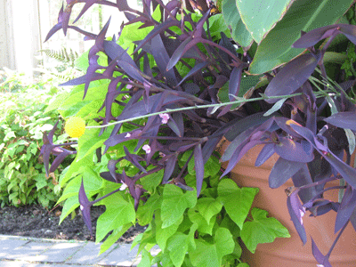 UBC-BOTANICAL-GARDEN-015.gif