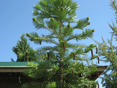 UBC-BOTANICAL-GARDEN-029.gif