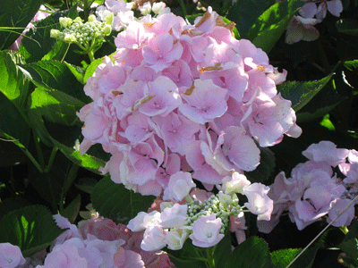 UBC-BOTANICAL-GARDEN-033.gif