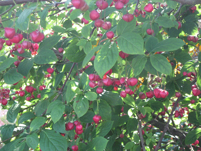 UBC-BOTANICAL-GARDEN-035.gif