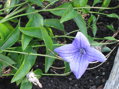 UBC-BOTANICAL-GARDEN-038.gif