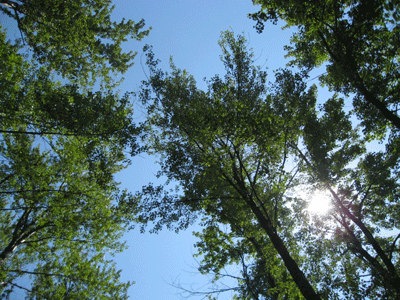 birdwatchin-009.gif