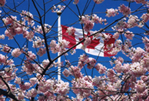 cherrybrossom2012.gif