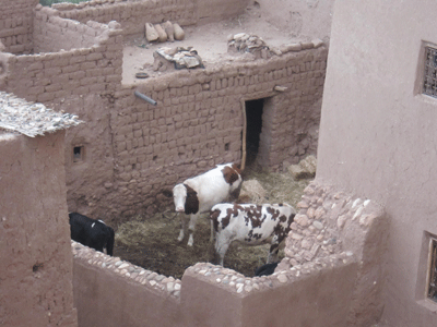morroco42.gif