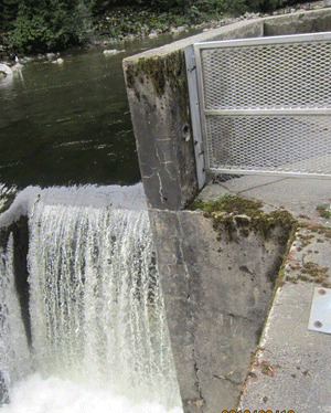 salmonhc12.gif