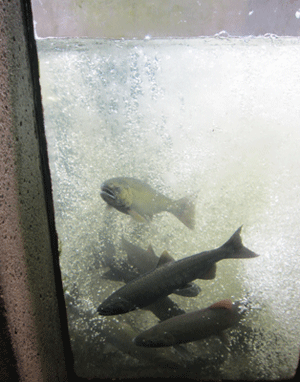 salmonhc2.gif